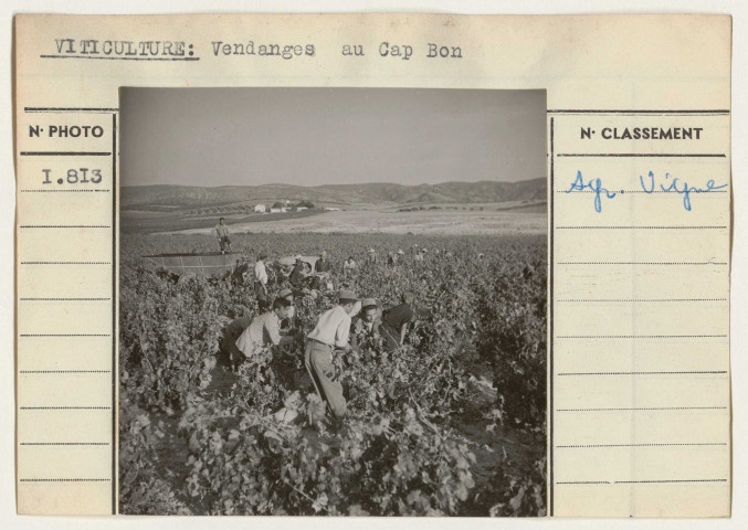 Agriculture: viticulture.