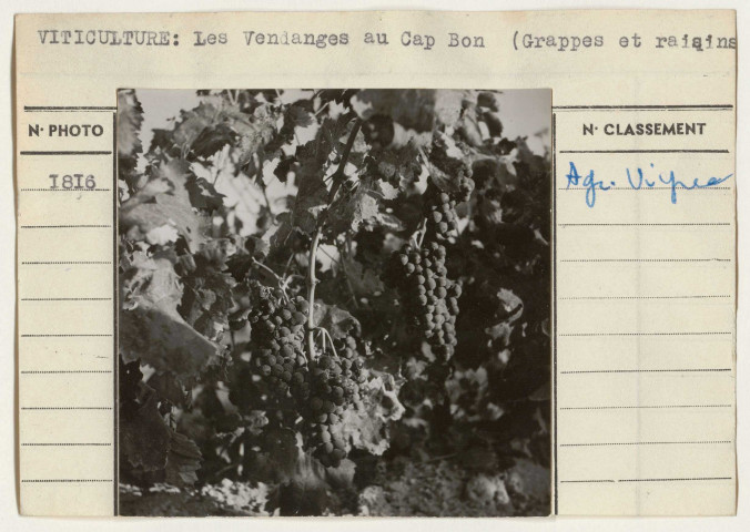 Agriculture: viticulture.