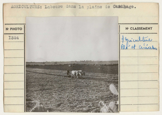 Agriculture: céréales et blés.