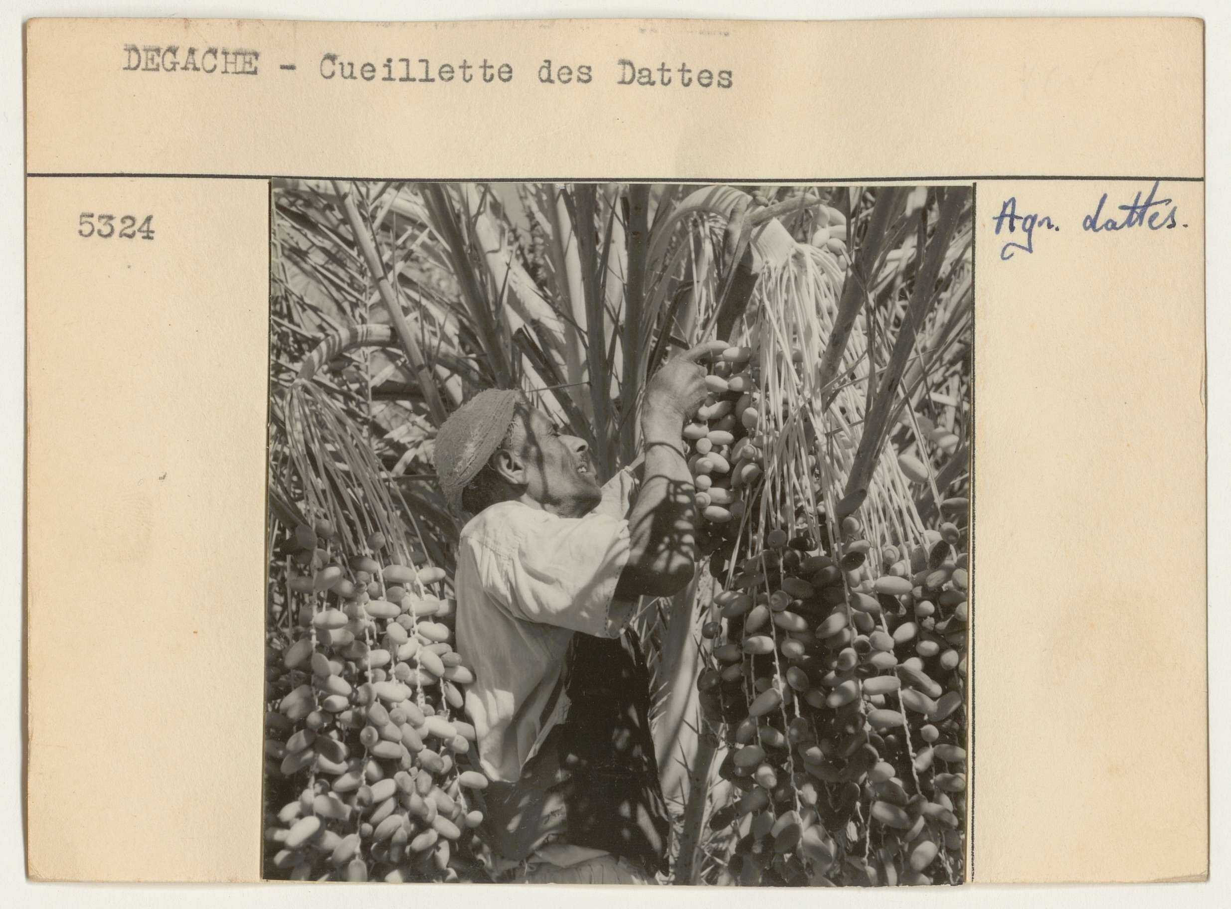 Agriculture: dattes.