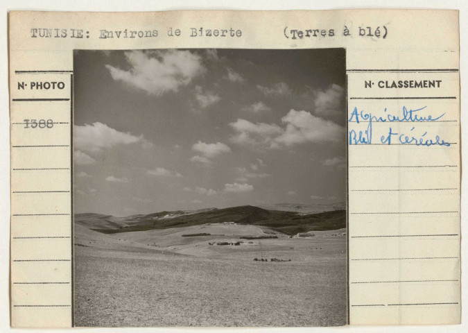 Agriculture: céréales et blés.