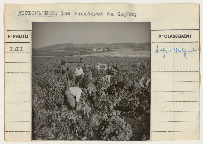 Agriculture: viticulture.