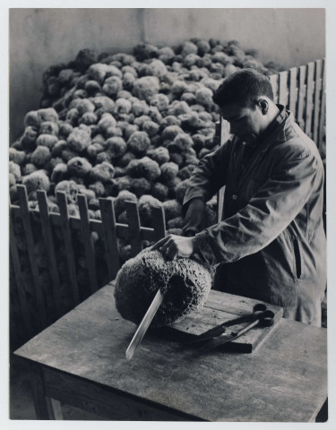 Transformation des éponges