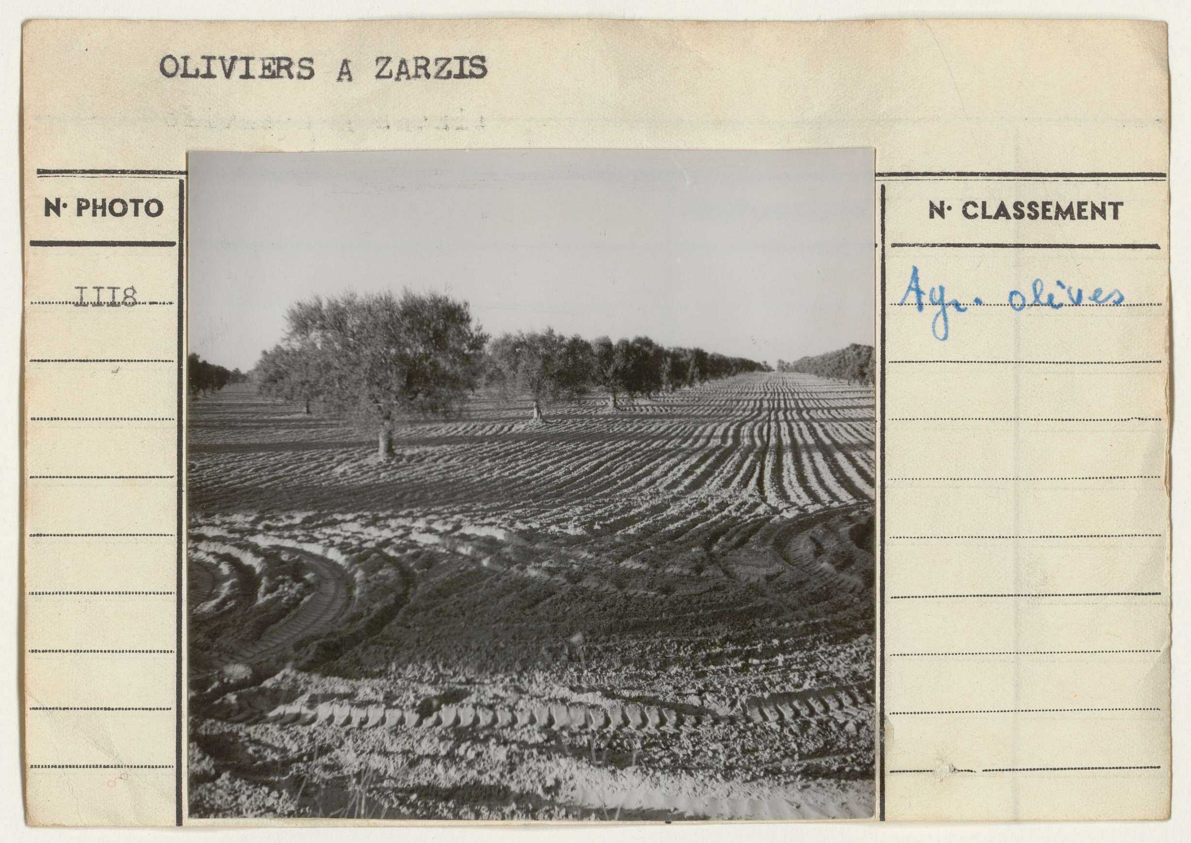 Agriculture: olives.
